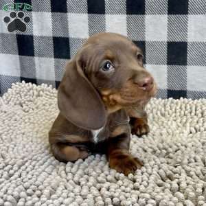 Karl, Dachshund Puppy