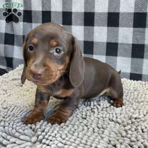 Keith, Dachshund Puppy