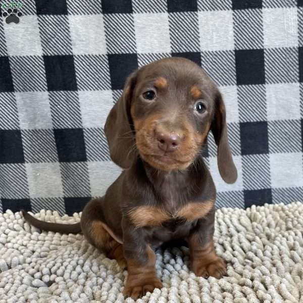 Keith, Dachshund Puppy