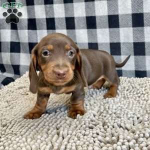 Keith, Dachshund Puppy