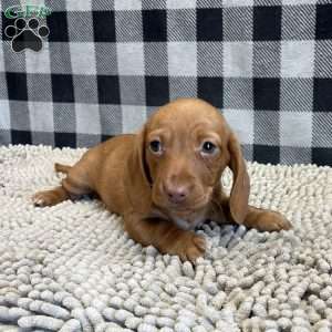 Kevin, Dachshund Puppy