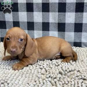 Kevin, Dachshund Puppy