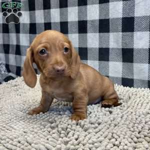 Kevin, Dachshund Puppy