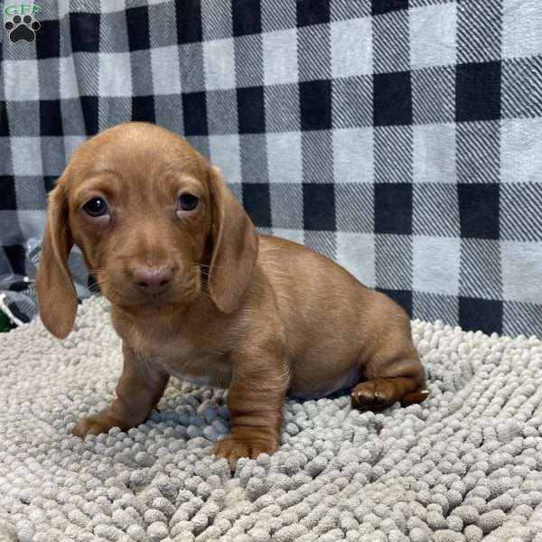Kevin, Dachshund Puppy