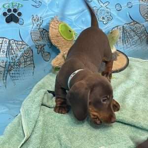 Karl, Dachshund Puppy