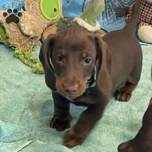 Karl, Dachshund Puppy