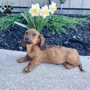 Gilbert, Dachshund Puppy