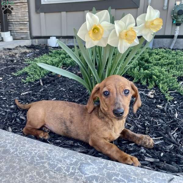 Griffin, Dachshund Puppy