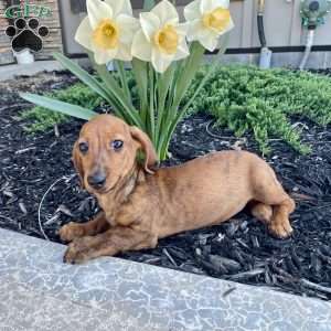 Griffin, Dachshund Puppy