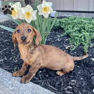 Griffin, Dachshund Puppy