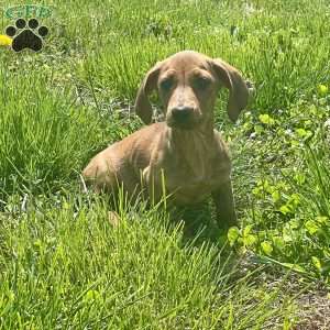 Griffin, Dachshund Puppy