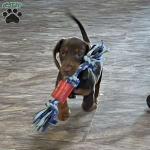 Keith, Dachshund Puppy
