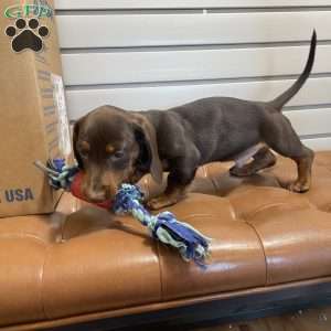 Keith, Dachshund Puppy