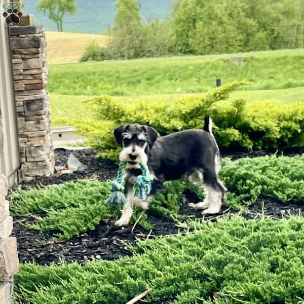 Tanner, Miniature Schnauzer Puppy