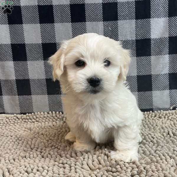 Micah, Coton de Tulear Puppy