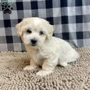 Micah, Coton de Tulear Puppy