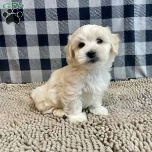 Micah, Coton de Tulear Puppy