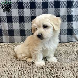 Micah, Coton de Tulear Puppy