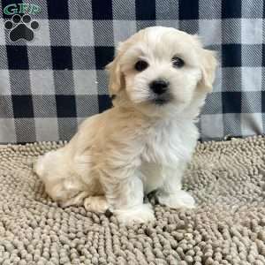Micah, Coton de Tulear Puppy