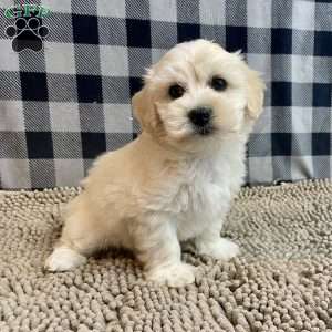 Merlin, Coton de Tulear Puppy