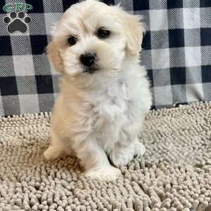 Merlin, Coton de Tulear Puppy
