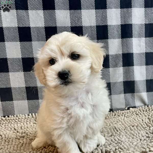 Merlin, Coton de Tulear Puppy
