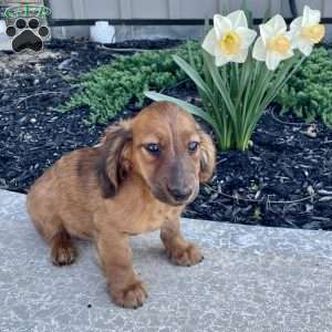 Gilbert, Dachshund Puppy