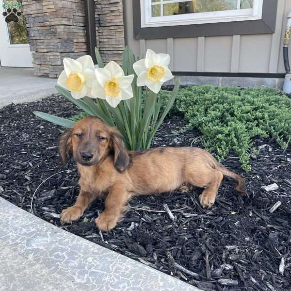 Gilbert, Dachshund Puppy