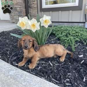 Gilbert, Dachshund Puppy