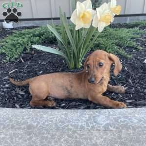 Griffin, Dachshund Puppy