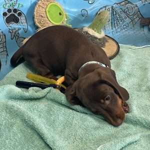 Karl, Dachshund Puppy