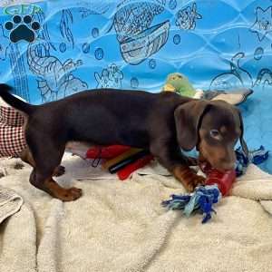 Keith, Dachshund Puppy