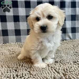 Merlin, Coton de Tulear Puppy