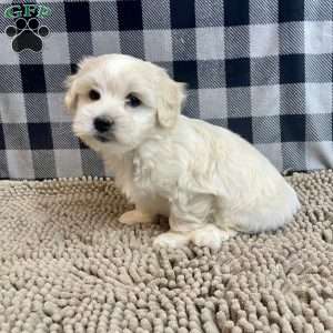 Micah, Coton de Tulear Puppy