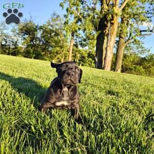 Apollo, African Boerboel Puppy