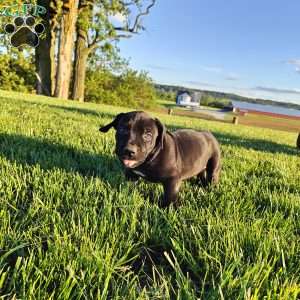 Apollo, African Boerboel Puppy