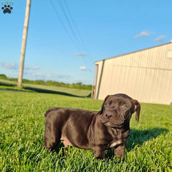 Apollo, African Boerboel Puppy