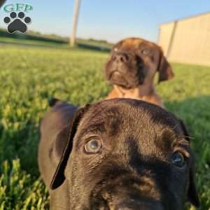 River, African Boerboel Puppy