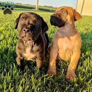 Leo, African Boerboel Puppy