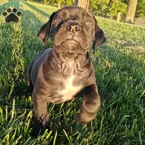 River, African Boerboel Puppy