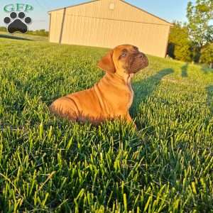 Leo, African Boerboel Puppy