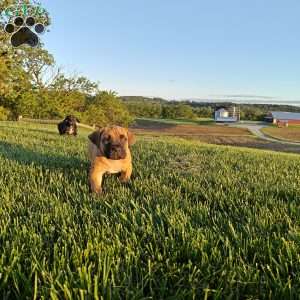Leo, African Boerboel Puppy
