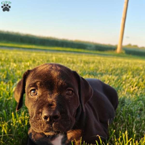 River, African Boerboel Puppy