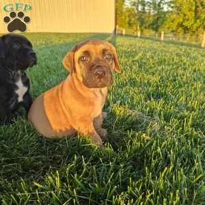 Leo, African Boerboel Puppy