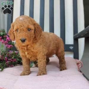 Robert, Mini Goldendoodle Puppy