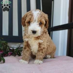 Ruby, Mini Goldendoodle Puppy