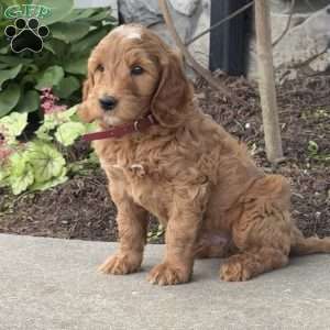 Harvey, Goldendoodle Puppy