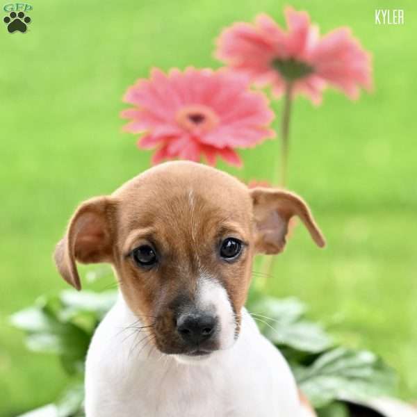 Kyler, Jack Russell Terrier Puppy
