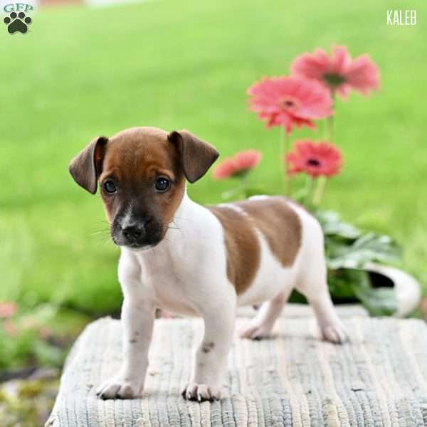 Kaleb, Jack Russell Terrier Puppy