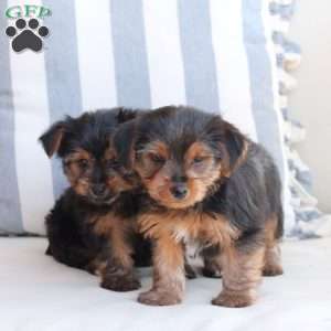 Bentley, Yorkie Puppy
